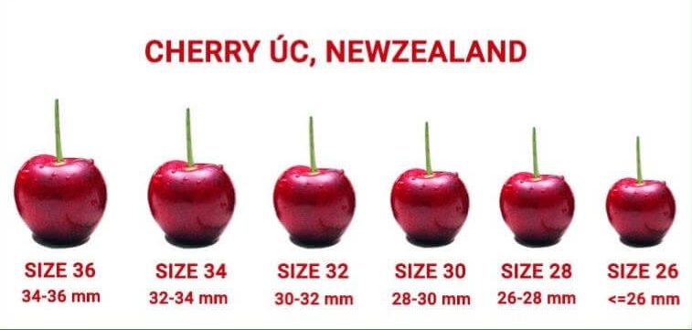Size Cherry Úc