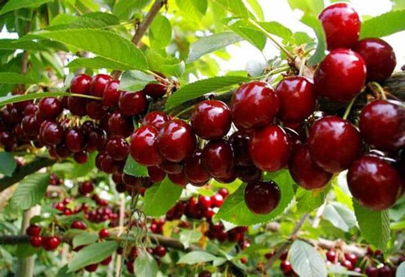 Mùa Cherry Úc bắt đầu khi nào